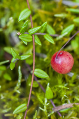 Vaccinium oxycoccos is a species of flowering plant in the heath family. It is known by the common names small cranberry, bog cranberry, swamp cranberry.