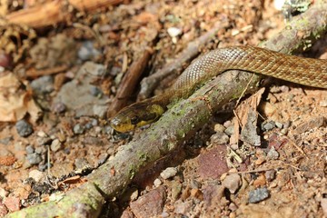 Junge Äskulapnatter (Zamenis longissimus)

