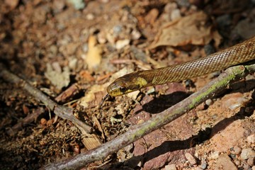 Junge Äskulapnatter (Zamenis longissimus)

