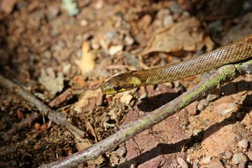 Junge &Auml;skulapnatter (Zamenis longissimus)

