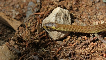 Junge Äskulapnatter (Zamenis longissimus)

