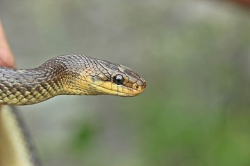 Äskulapnatter (Zamenis longissimus) in der Hand
