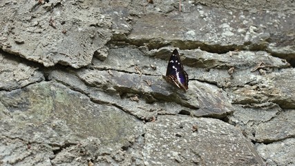 Großer Schillerfalter (Apatura iris) an einer Trockenmauer