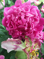 peony 