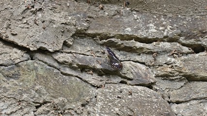 Großer Schillerfalter (Apatura iris) an einer Trockenmauer