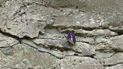 Großer Schillerfalter (Apatura iris) an einer Trockenmauer