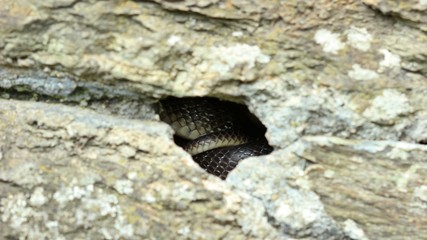 Äskulapnatter (Zamenis longissimus) im Versteck in einer Trockenmauer
