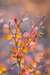 Betula nana, the dwarf birch, is a species of birch in the family Betulaceae, found mainly in the tundra of the Arctic region.