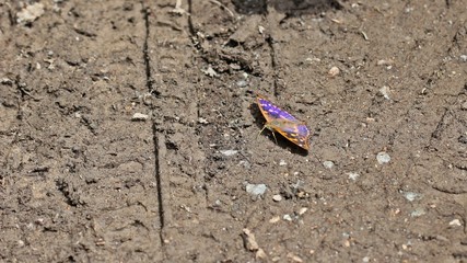 Kleiner Schillerfalter  (Apatura ilia)

