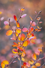 Betula nana, the dwarf birch, is a species of birch in the family Betulaceae, found mainly in the tundra of the Arctic region.