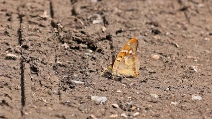 Kleiner Schillerfalter  (Apatura ilia)
