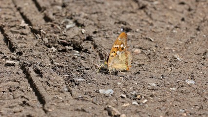 Kleiner Schillerfalter  (Apatura ilia)
