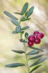 Vaccinium vitis-idaea (lingonberry, partridgeberry, or cowberry) is a short evergreen shrub in the heath family that bears edible fruit, native to boreal forest and Arctic tundra.