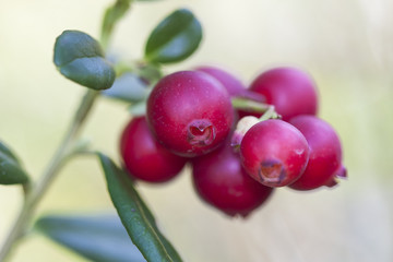 Vaccinium vitis-idaea (lingonberry, partridgeberry, or cowberry) is a short evergreen shrub in the heath family that bears edible fruit, native to boreal forest and Arctic tundra.