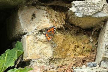 Kleiner Fuchs (Aglais urticae) an Trockenmauer