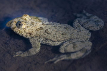 The yellow-bellied toad (Bombina variegata) belongs to the order Anura, the archaeobatrachial family Bombinatoridae, and the genus of fire-bellied toads.
