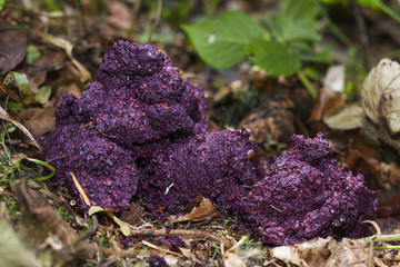 Purple brown bear (Ursus arctos) faeces after berries.