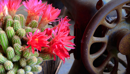 Kwitnący Kaktus