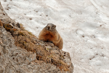 Marmots in Laguzape-Walsertal
