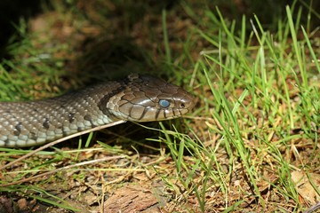Barren-Ringelnatter (Natrix helvetica) kurz vor der Häutung

