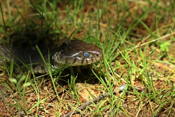 Barren-Ringelnatter (Natrix helvetica) kurz vor der Häutung
