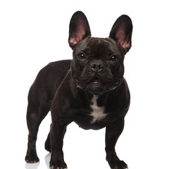 adorable black french bulldog with bat eyes standing