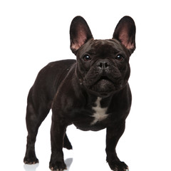 lovely french bulldog standing and looking surprised