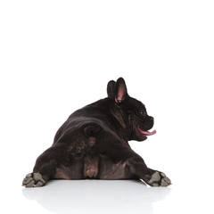 back view of funny lying bulldog looking to side