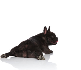 back view of french bulldog looking to side while lying