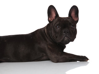 close up of adorable lying french bulldog side