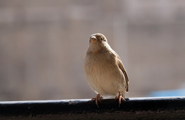 Sparrow
