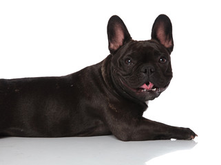 side view of adorable french bulldog lying and panting