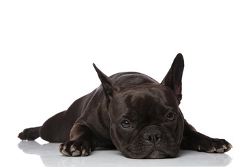 adorable sleepy black french bulldog lying