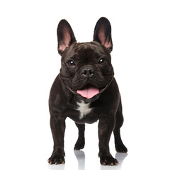 cute black french bulldog standing and panting
