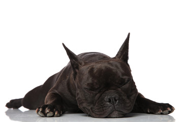 tired black french bulldog sleeping on belly
