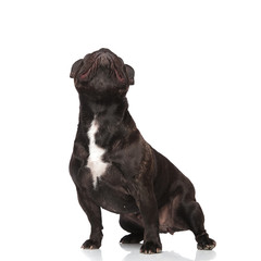 Obraz premium curious black french bulldog looks up while standing