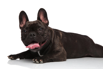side view of cute lying french bulldog panting