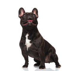 surprised french bulldog looks up with mouth open
