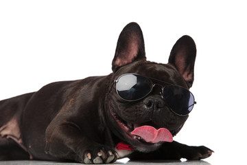 close up of classy french bulldog with sunglasses lying