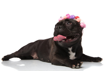 adorable french bulldog wearing flowers crown looks to side