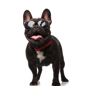 cool french bulldog with sunglasses and bowtie looks up