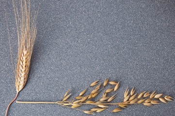 Brightly yellow ears of wheat and barley on the background of gray granite.