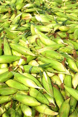 SWEET  CORN