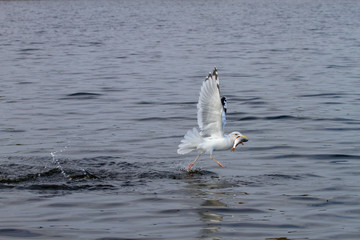 Fototapeta na wymiar Seagull in flight with a fish in its beak.