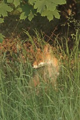 ein Fuchs sitzt im Gras