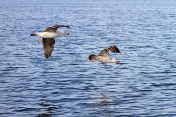 Seagull in flight with a fish in its beak.