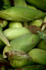 SWEET  CORN