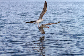 Fototapeta premium Seagull in flight with a fish in its beak.