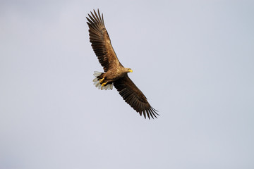 White - tailed eagle in flight.