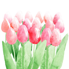 Tulips bouquet spring composition. Hand-drawn watercolor illustration